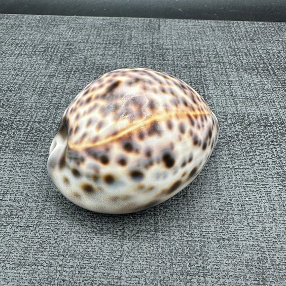 4 Leopard Tiger Cowrie Shell 3" to 2.25" Craft Beach Decor Nautical Dorsal Line - Picture 5 of 9